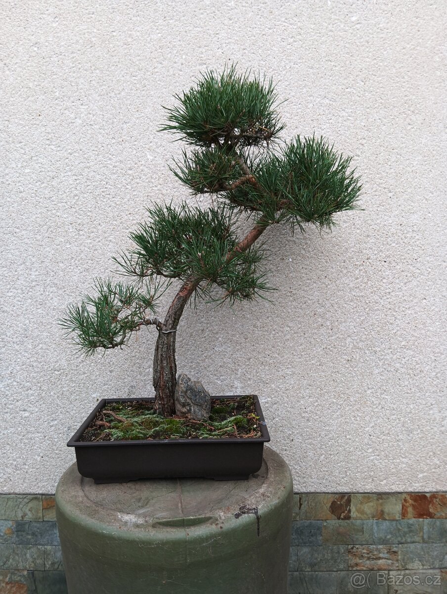 bonsai - 5