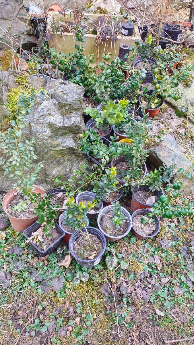 Nabízím odkopy trvalek - 5