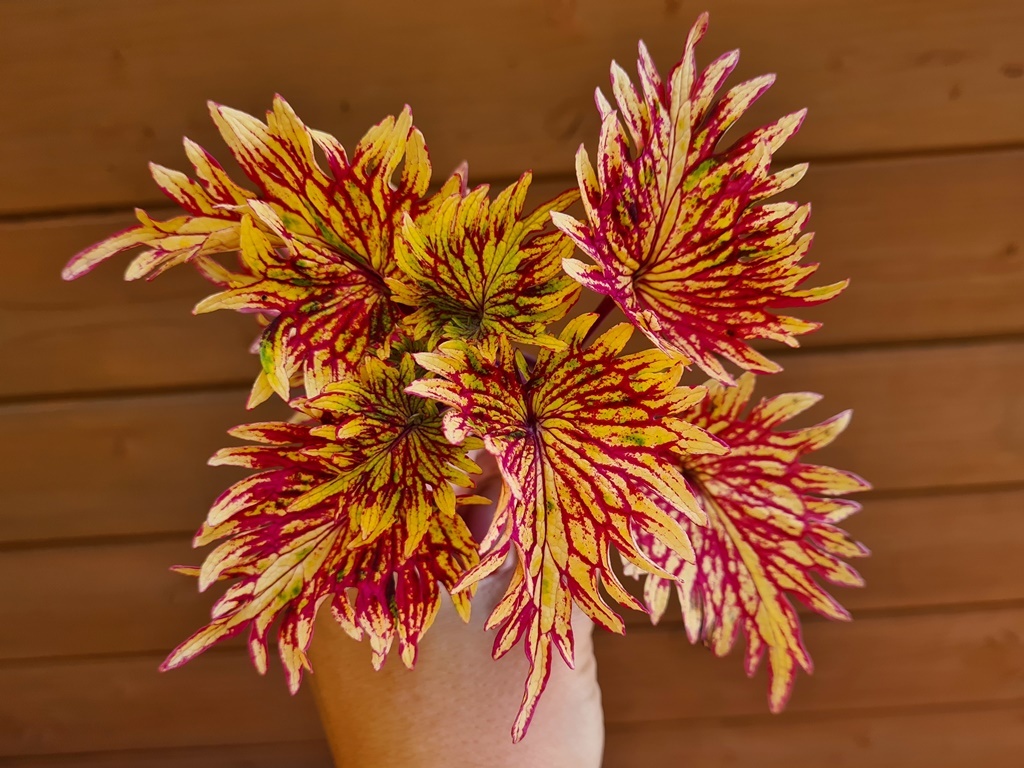 Africké okrasné kopřivy COLEUS SEMENA - 5