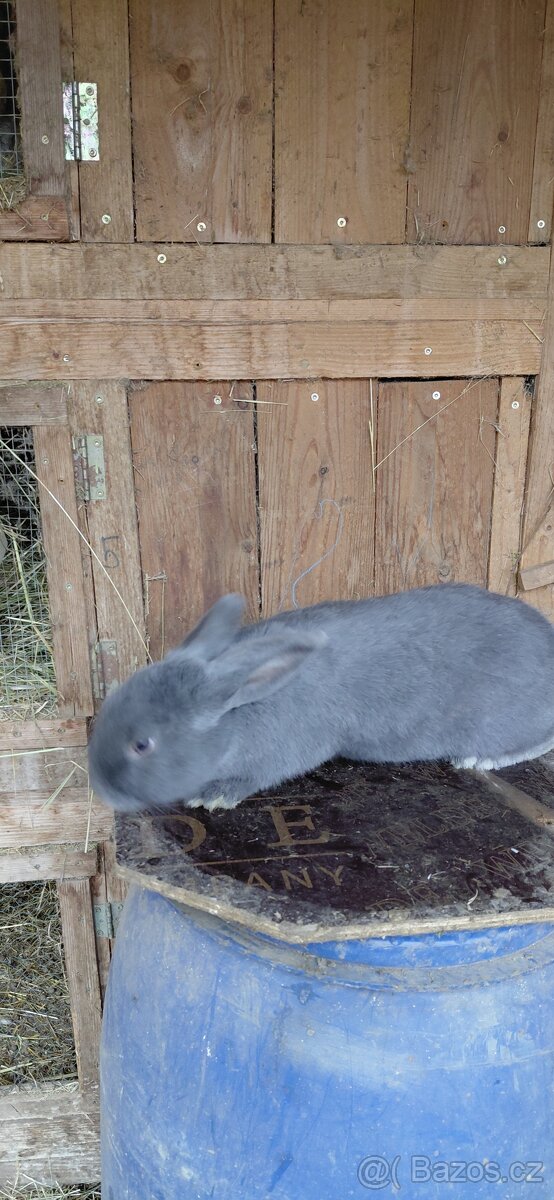 Prodej samice kralíka - 5