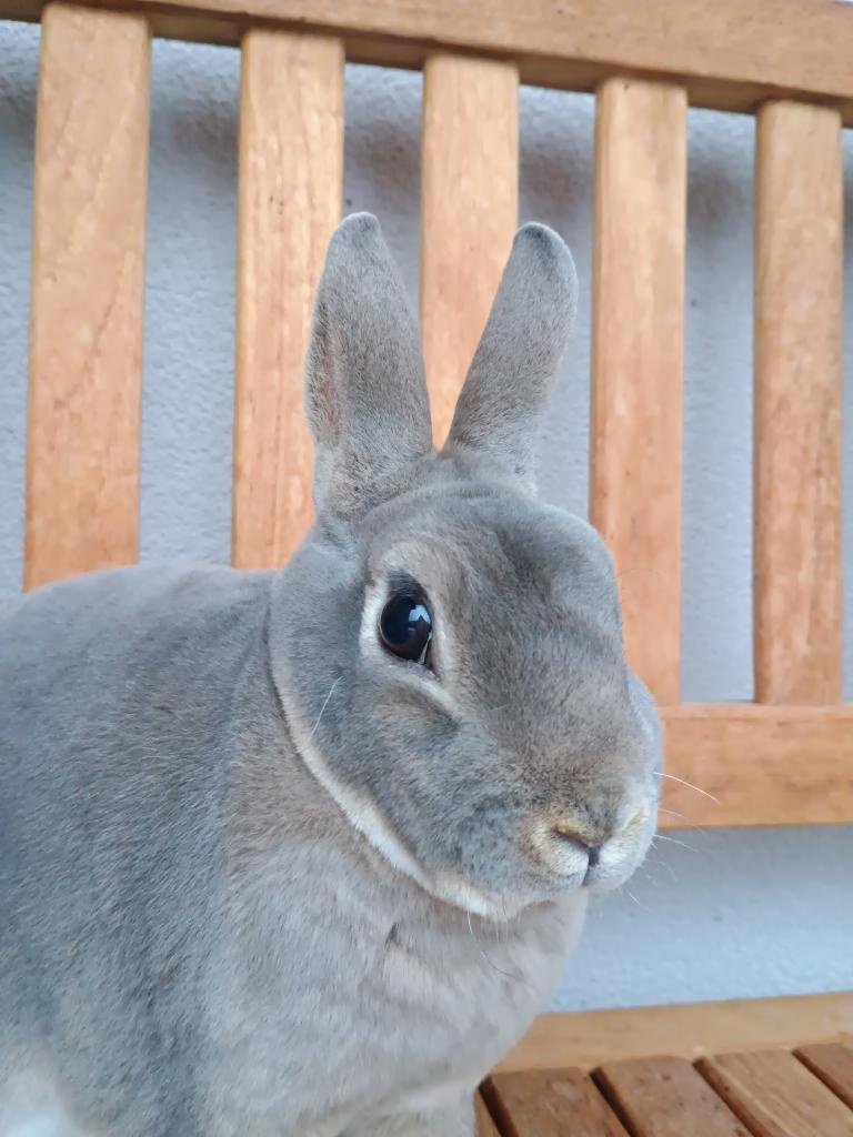 Zakrslý divoce modrý rex s PP - 5