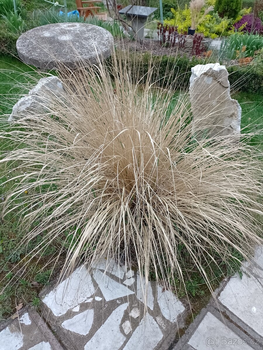 Trávu vousatec. - 5