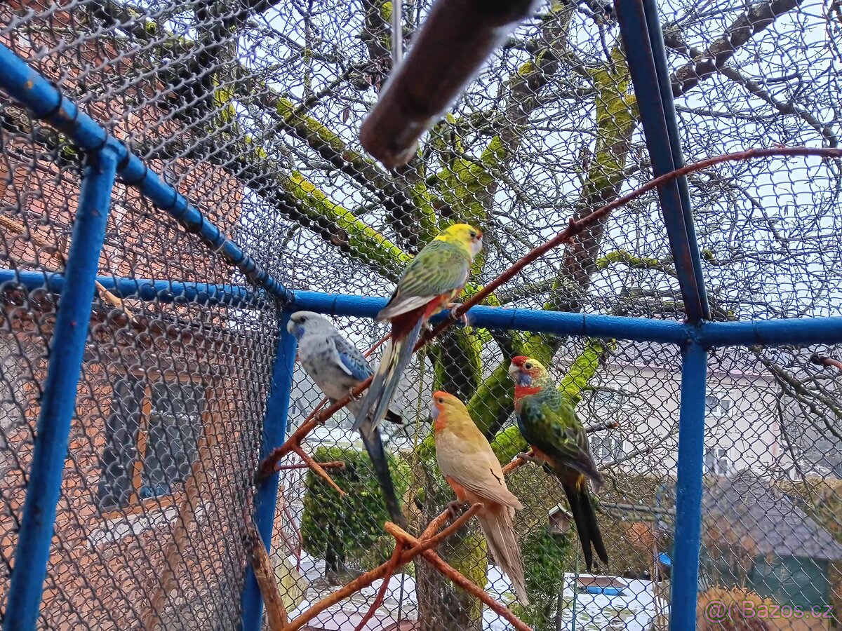 Rozela penant červená Straka - 5