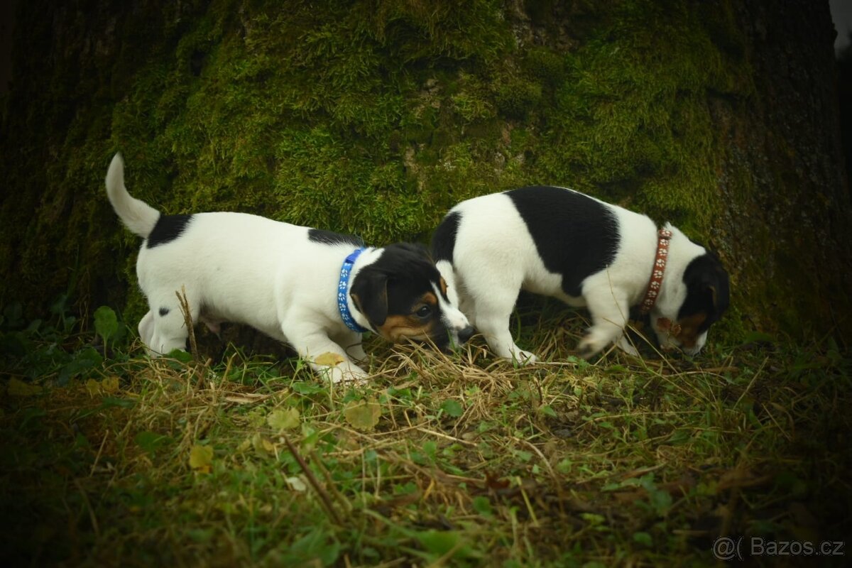 Jack Russell teriér - 5