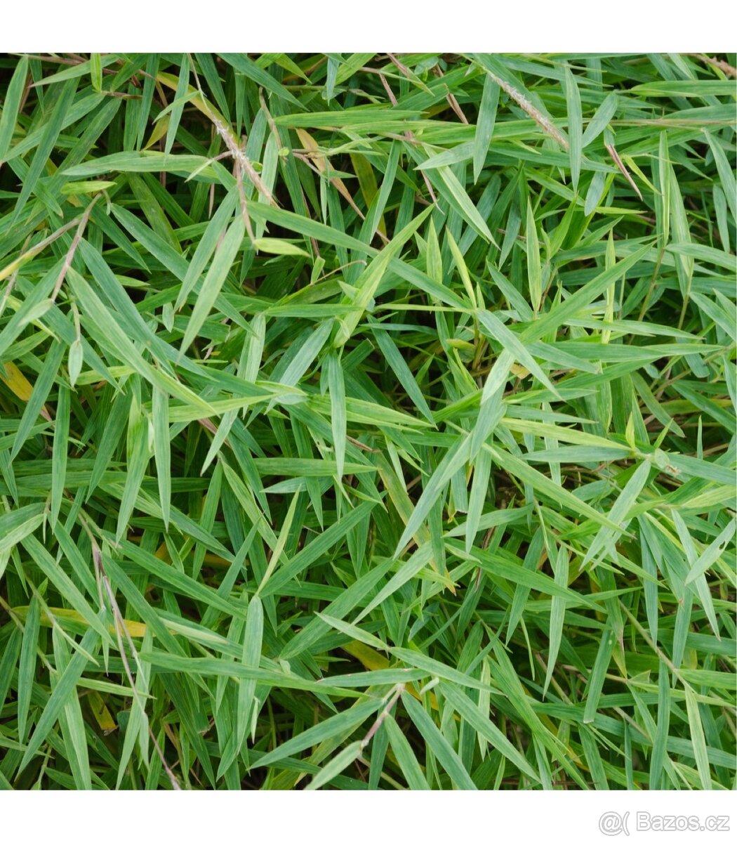 Bambus Fargesie - Semena - 5