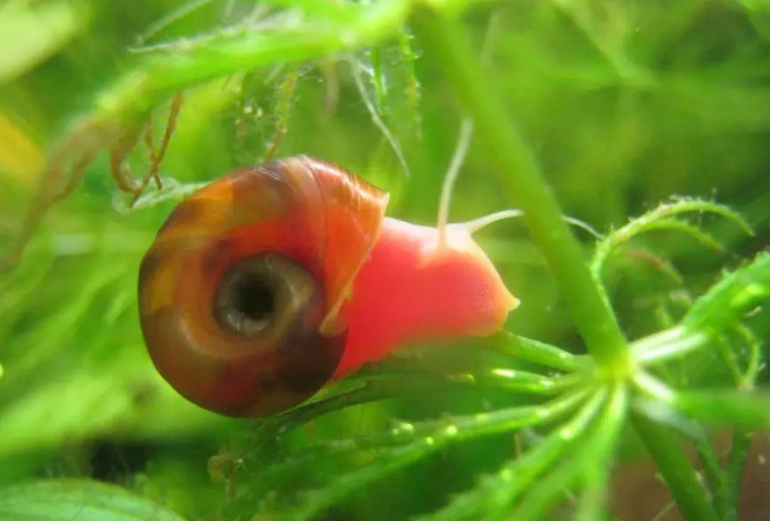 Akvarijní šneci - piskořky a okružáci všech barev - 5