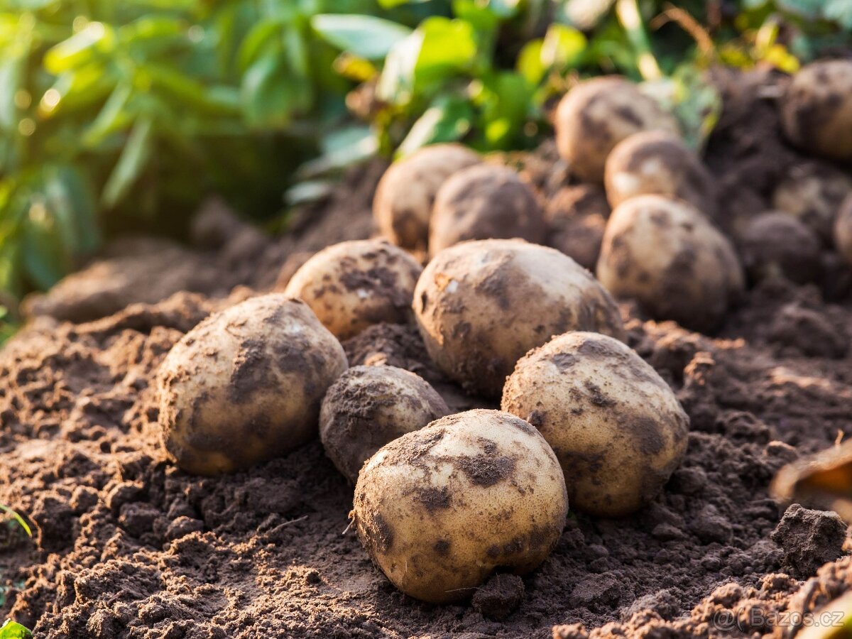 Přebytek ČESKÝCH BRAMBOR 6kč/kg - 5