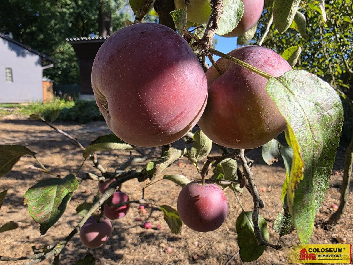 Veselí nad Moravou, studna, sklep, zahrada - chata - 5