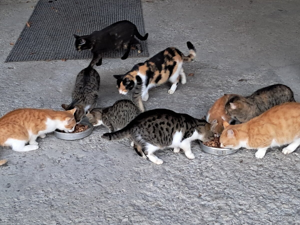 Daruji kocourky a kočičku - 5