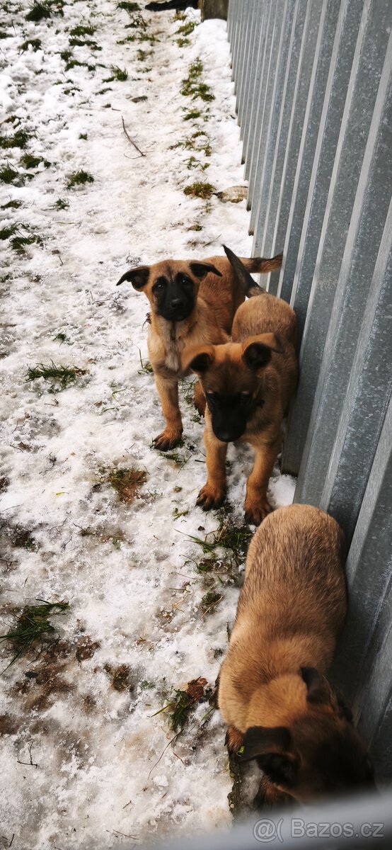 Belgický ovčák malinois - 5