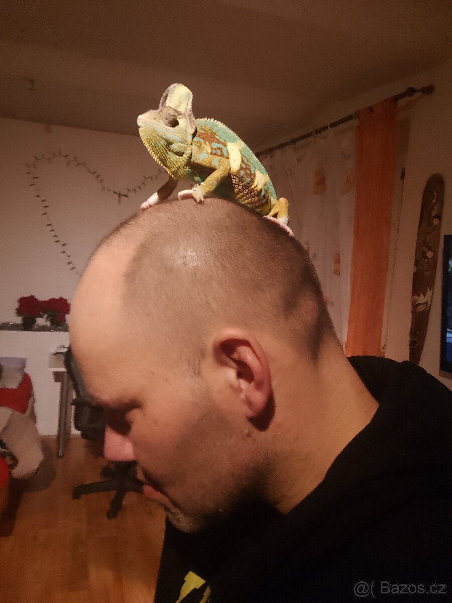 Chameleon jemenský - 5