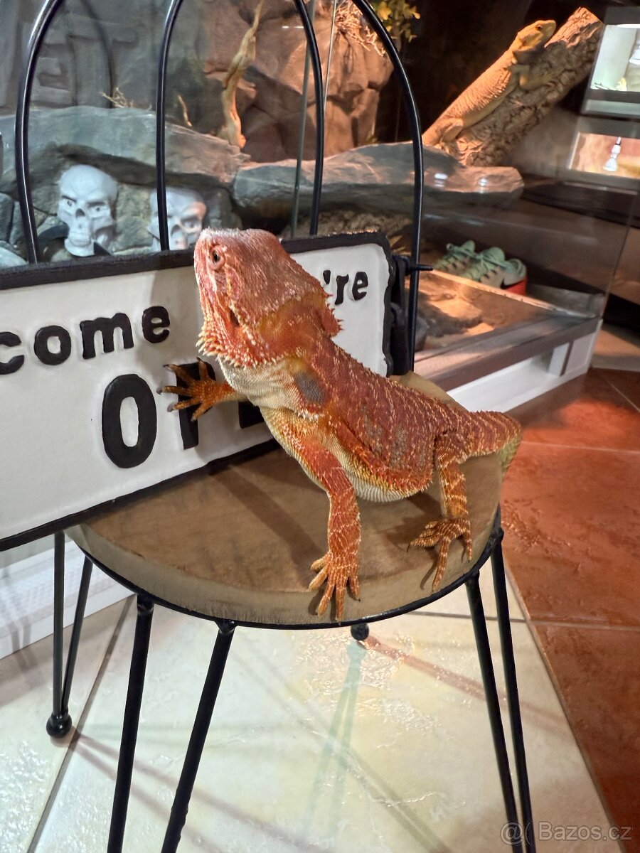 Agama vousatá SAMIČKA - 5