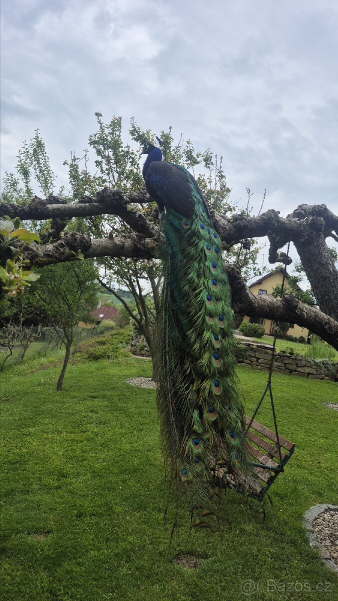 Pávy a pávice pávů modrých a černokřídlích - 5