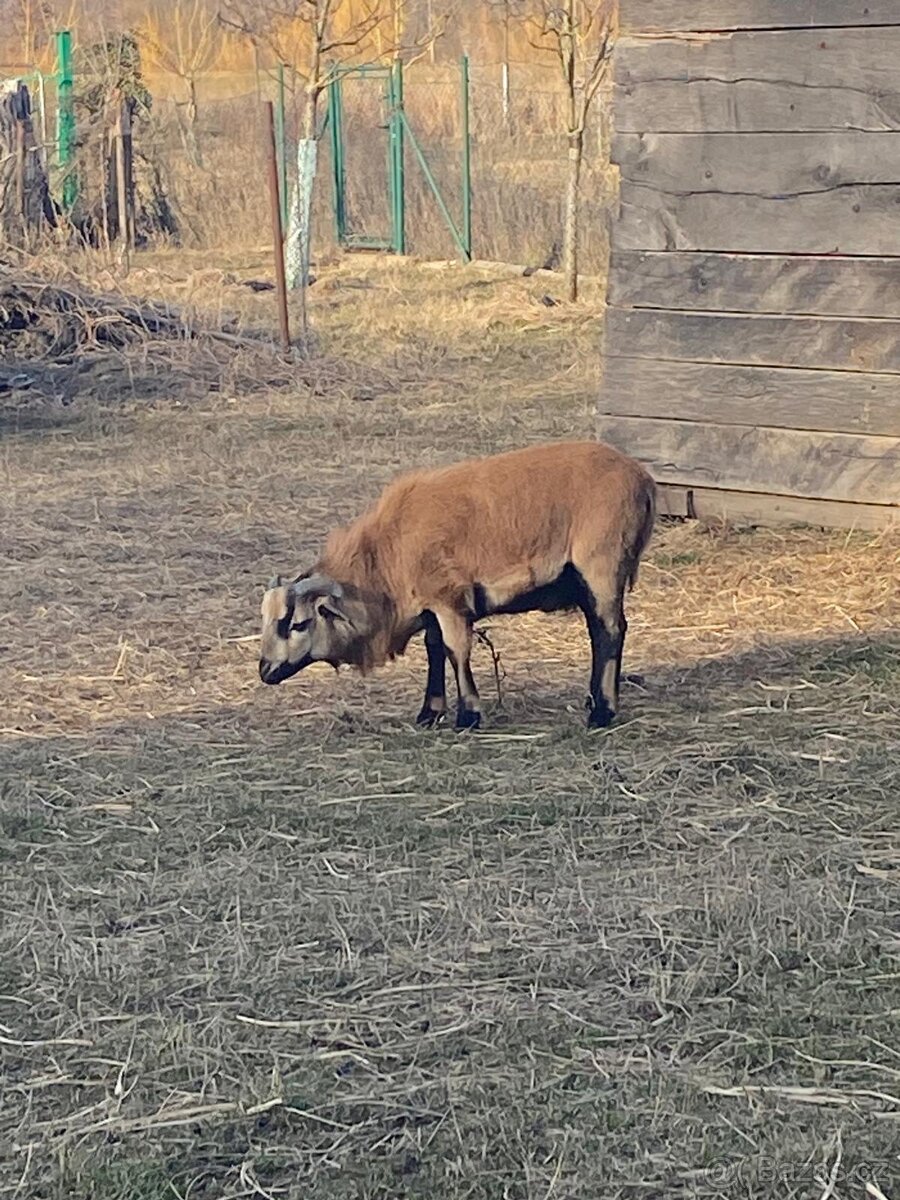 Kamerunská ovce - jehňata - 5