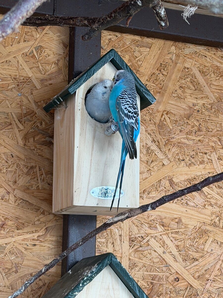 Prodám chovný pár andulek - 5