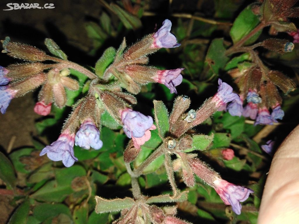 TRVALKY - venkovní rostliny - 5