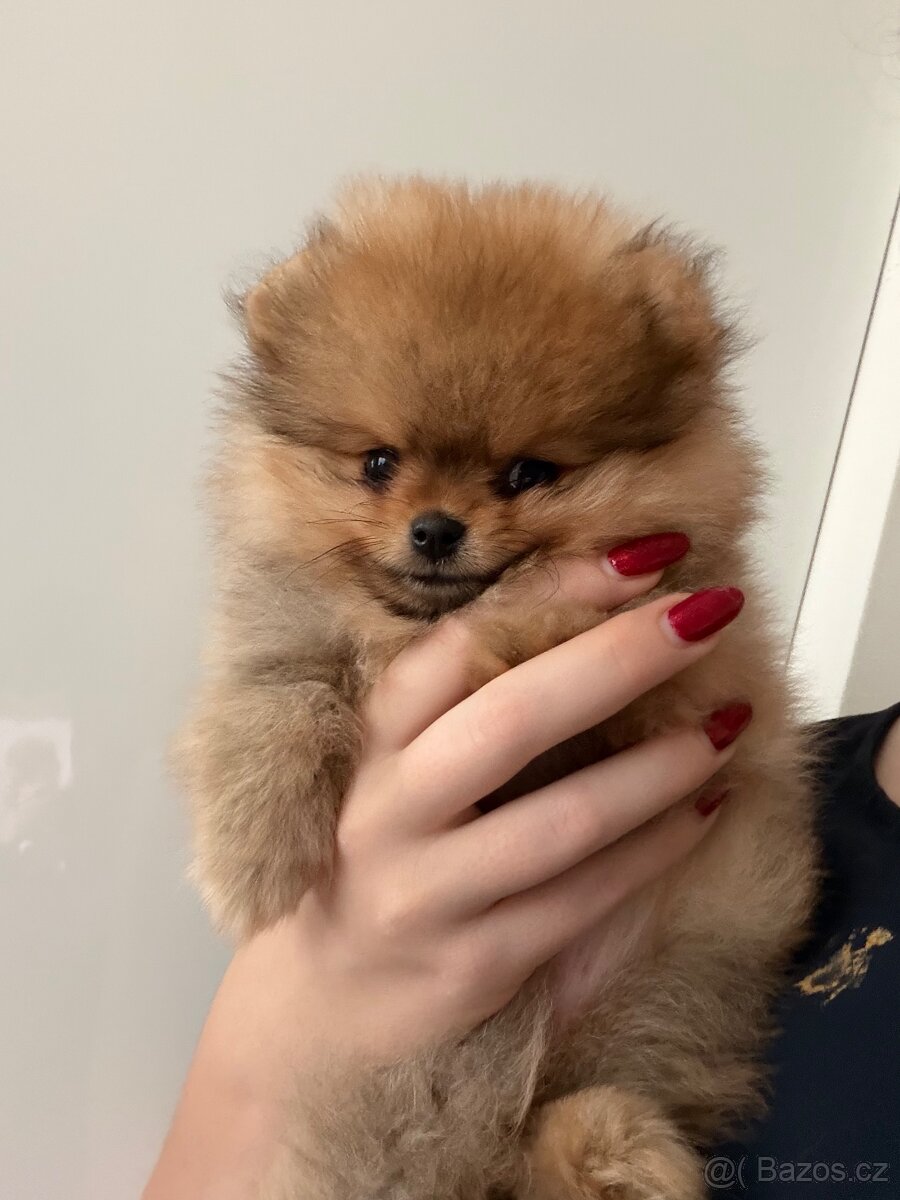 Pomeranian s PP - 5