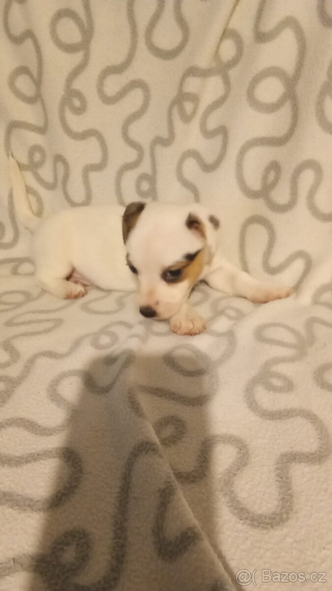 Jack Russell teriér - 5