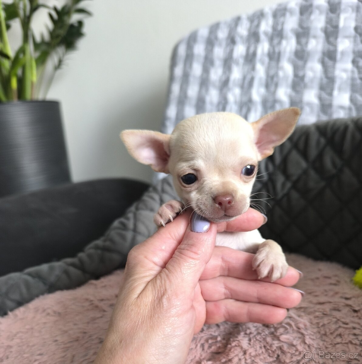 Čivava - štěňátka - 5