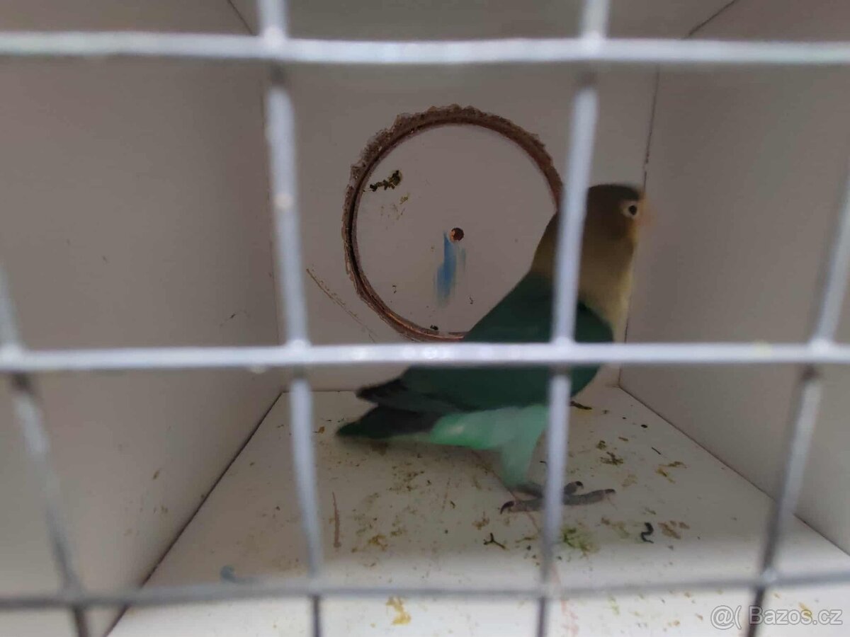 Agapornis ficheri - 5