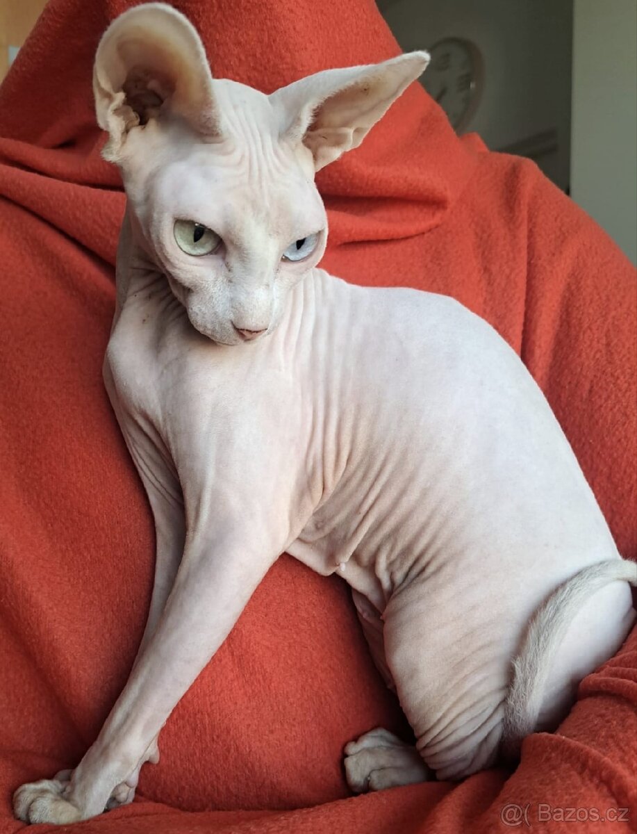 Kanadský sphynx s pp - 5
