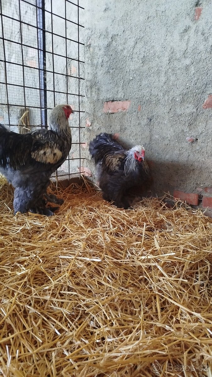 Kohout - Brahmanka velká (nestandardní zbarvení) - 5