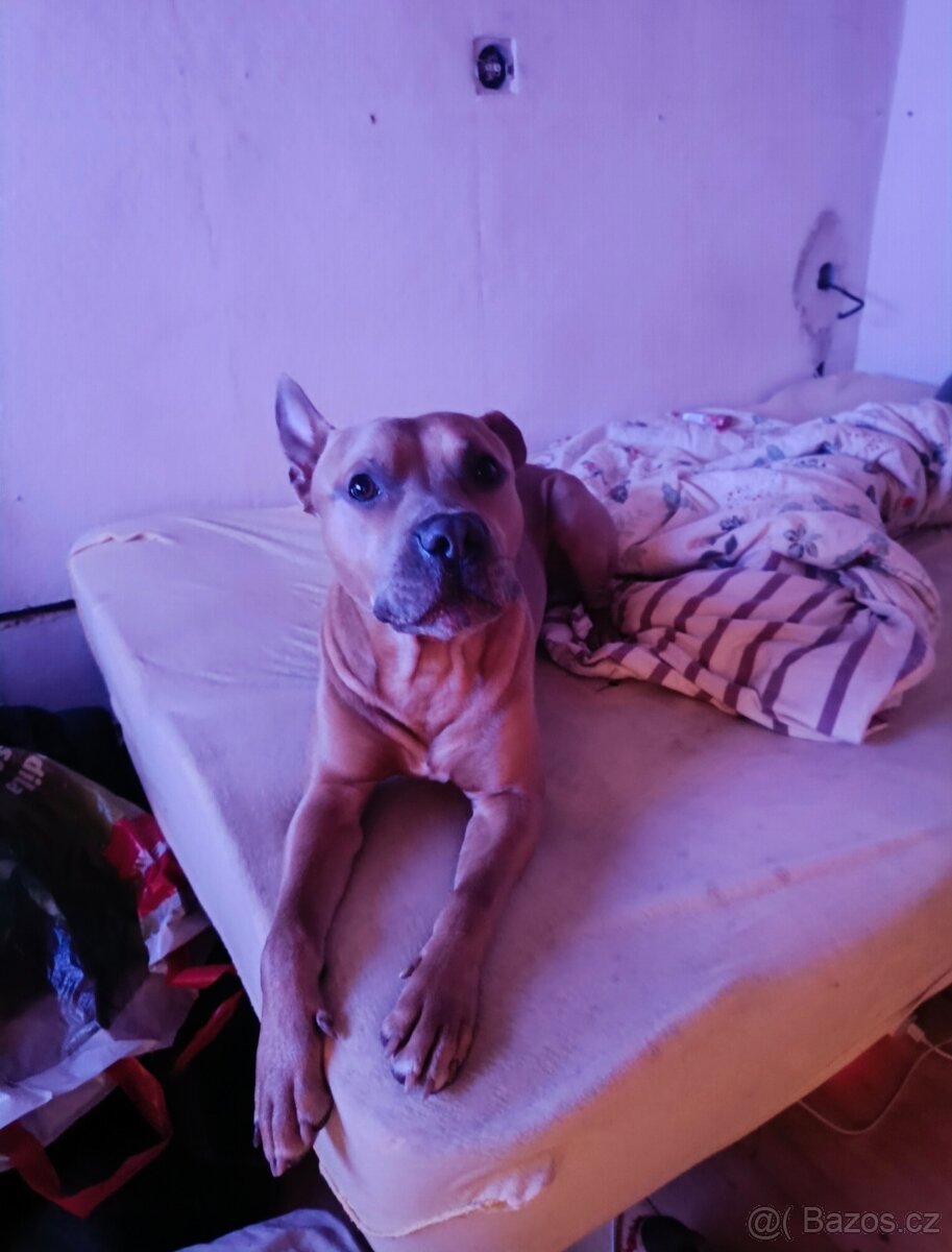 American Staffordshire terrier bez PP - 5