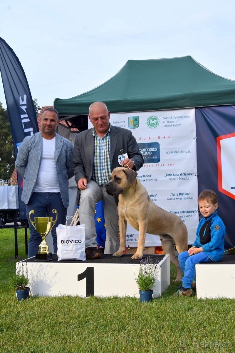 Štěňátka Cane Corso - 5