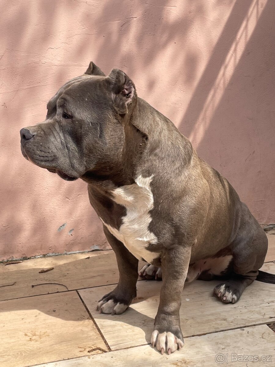 American Bully - 5