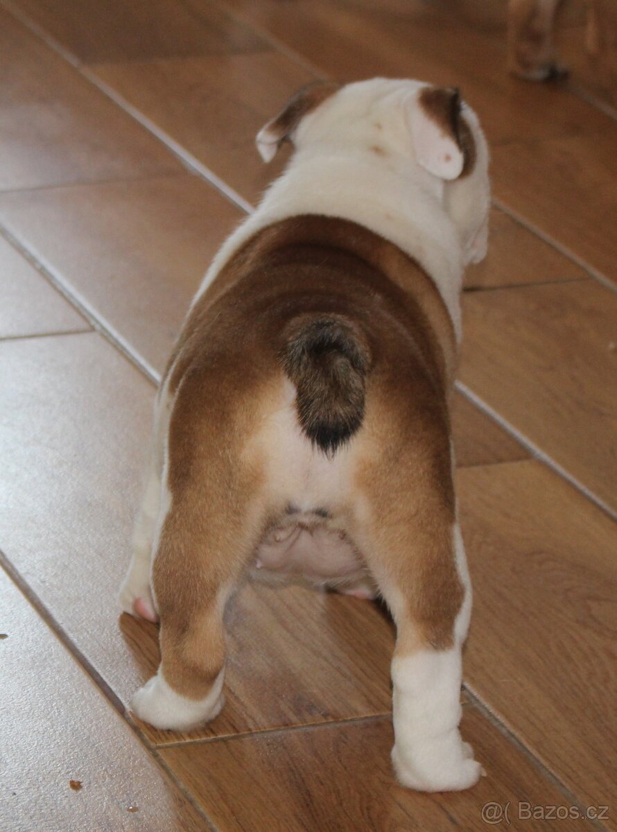 Anglický buldok s PP - 5