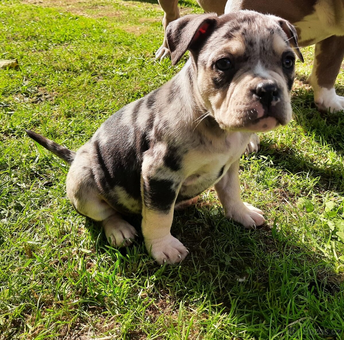 American bully pocket - 5