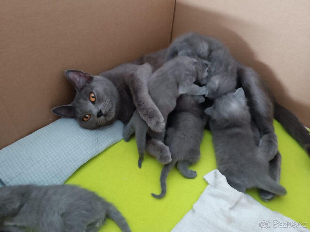 Kartouzská koťáta - 5