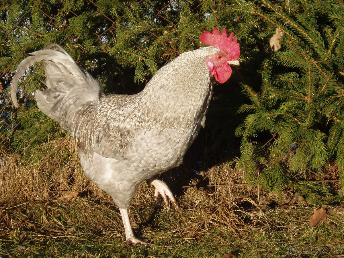 Prodám krásného kohouta do chovu - 5