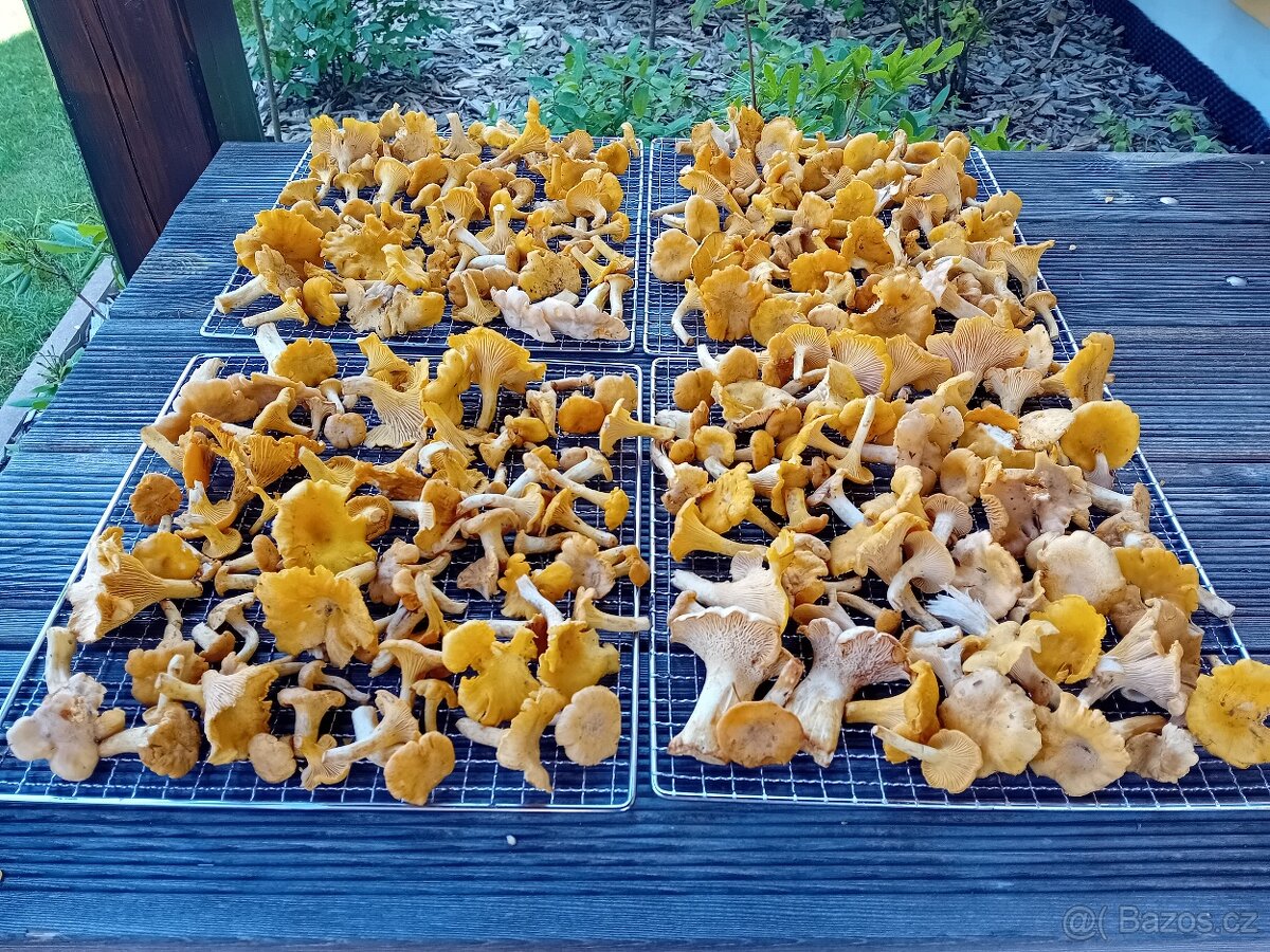 Sušené houby - 5