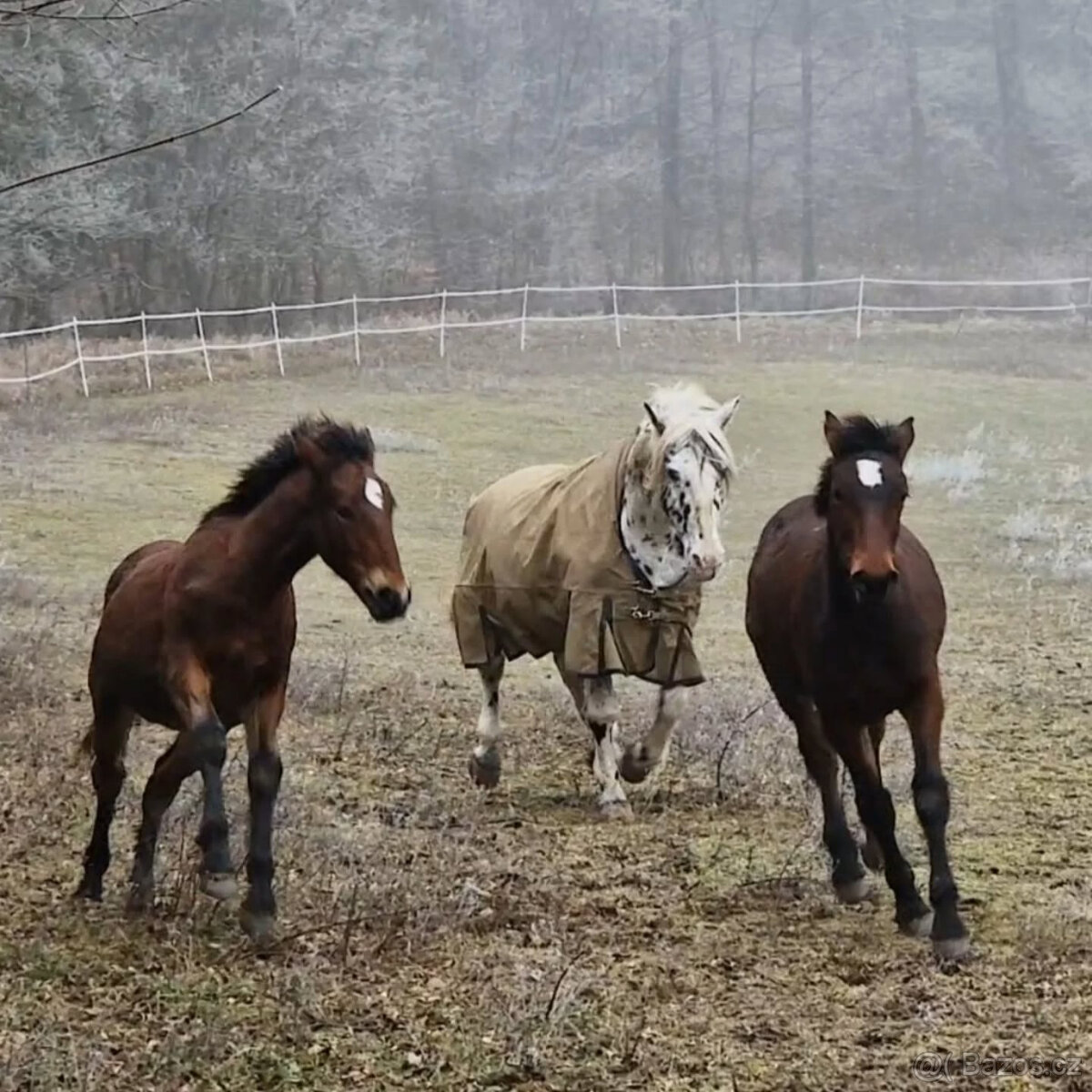 Hřebec original Knabstrupper - 5