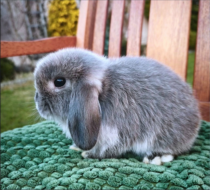 zakrslý beránek MINILOP 💙 - 5