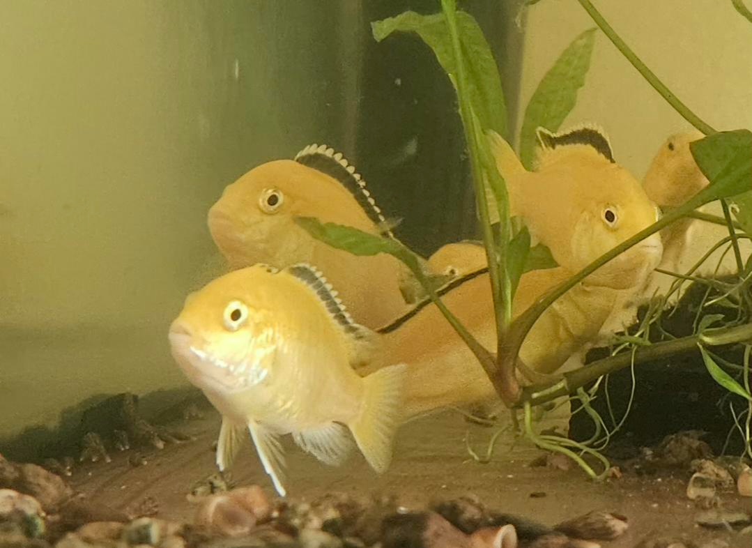 Prodám tlamovce z jezera Malawi - 5