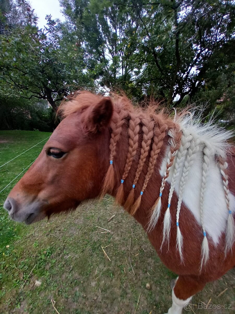 Poník - 5