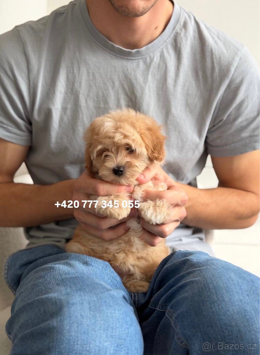 Maltipoo boy male caramel 1500€ - 5