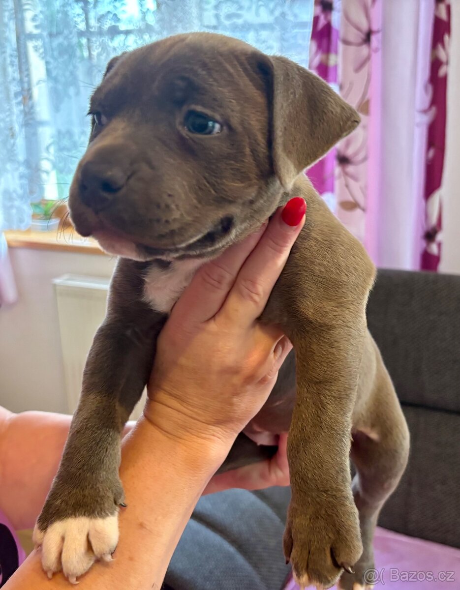 Americký Stafordširský Teriér - 5