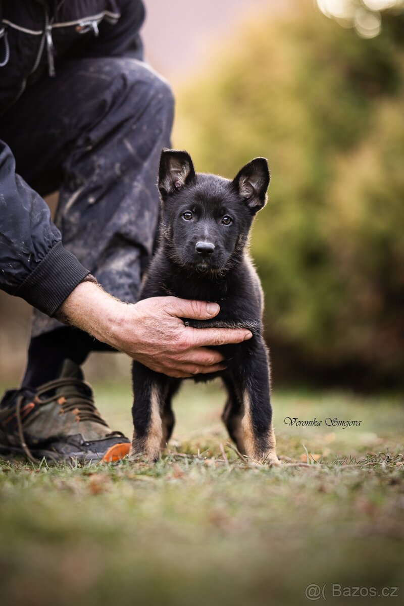 Německý ovčák- štěně s PP - 5