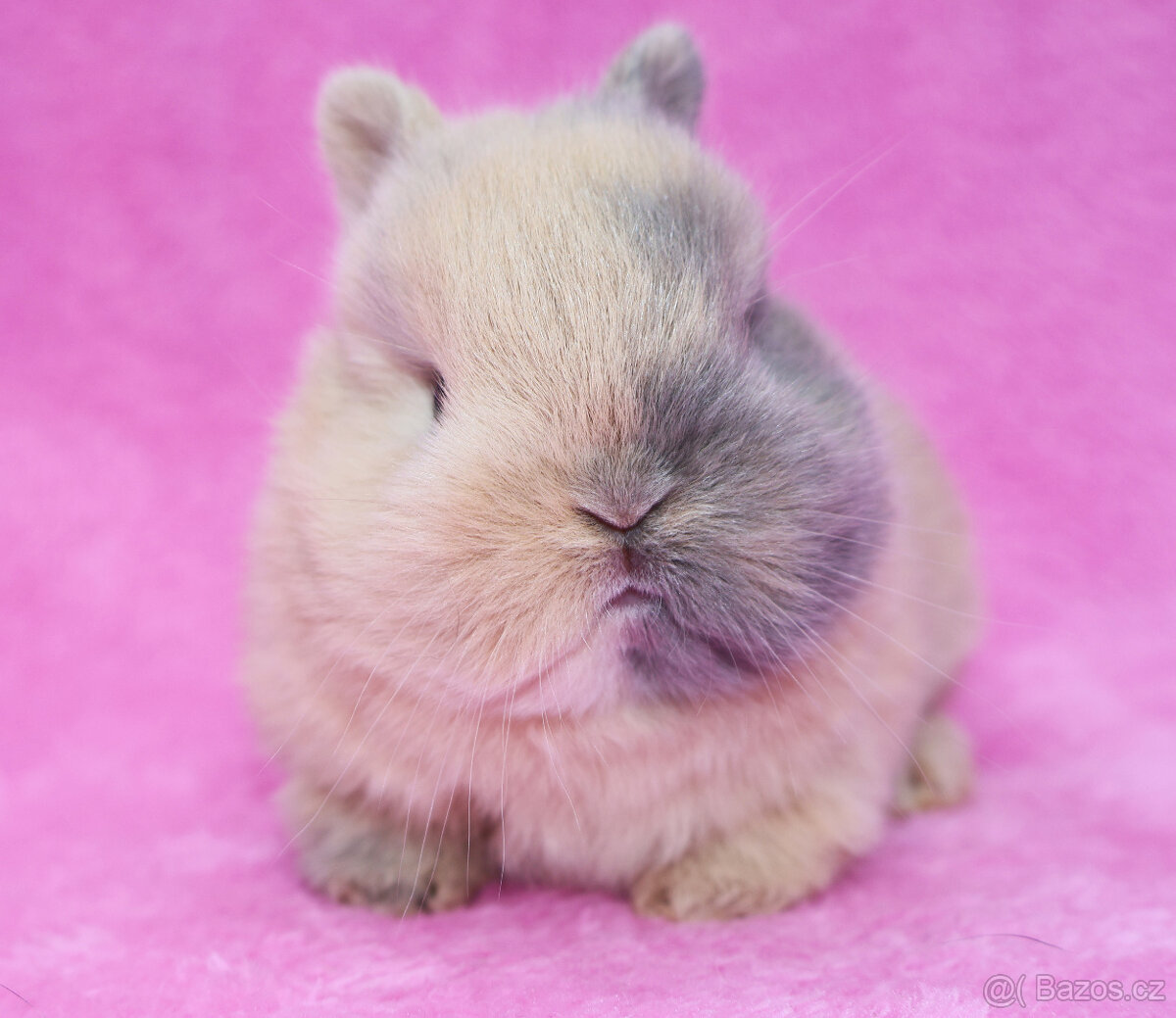 Zakrslý krátkouchý králíček . Samička . - 5