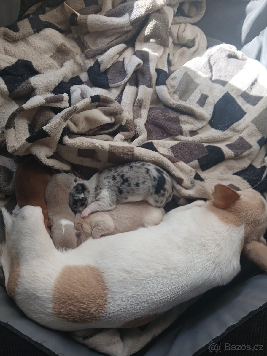 ČIvava miini krátkosrtá - 5