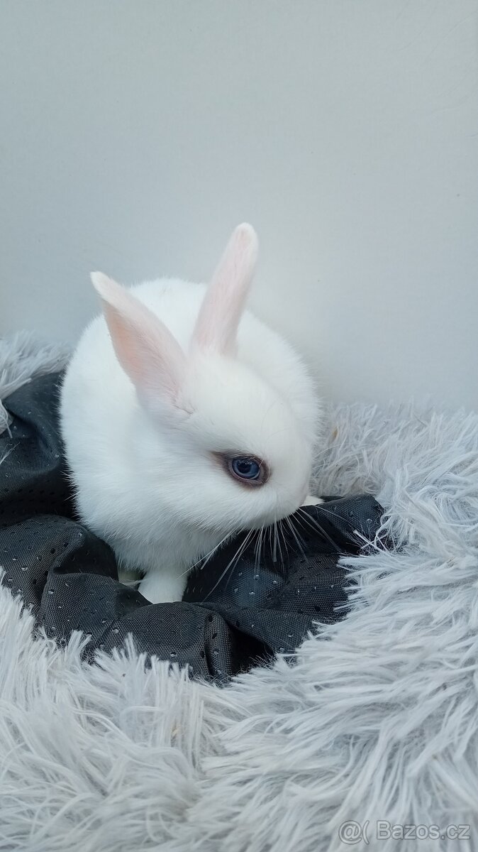 Zakrslý králíček I2 - 5