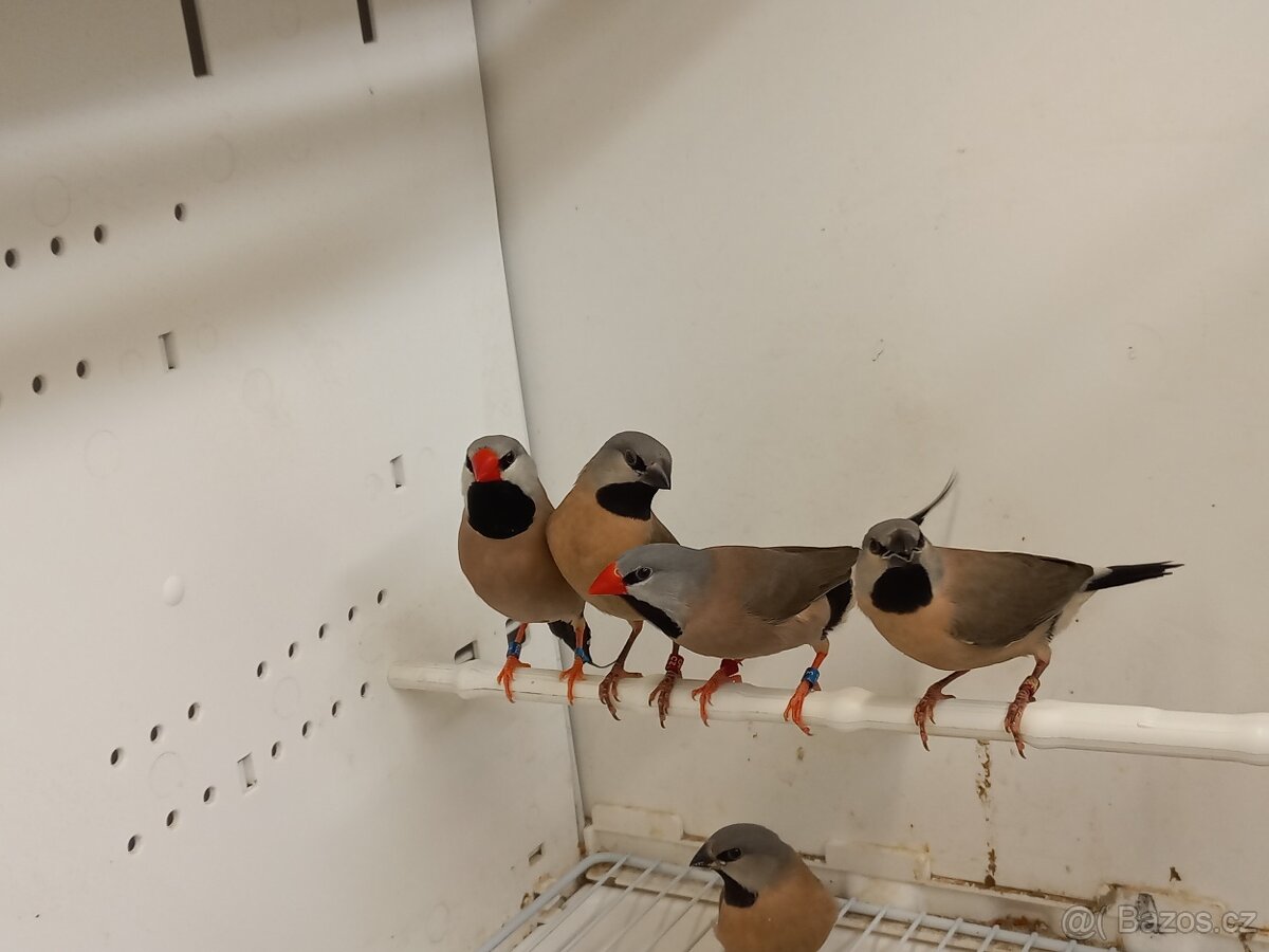 Zebřička pestrá - 5