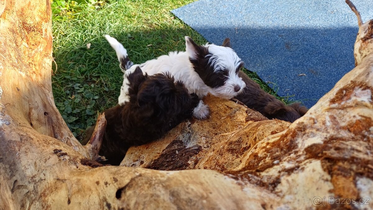 Štěňata Yorkchir - 5