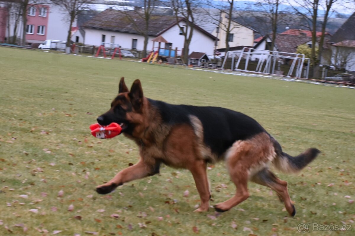 Německý Ovčák - 5