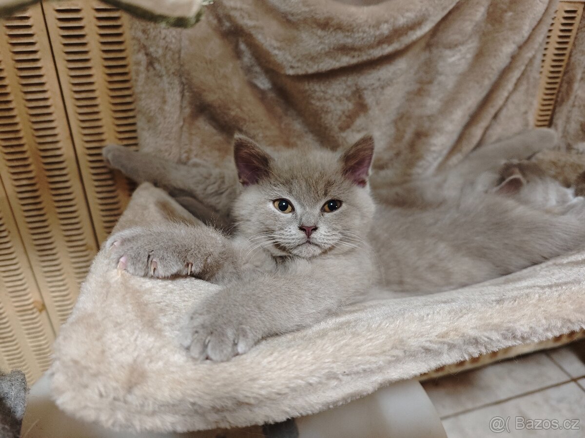 Britská koťátka - 5