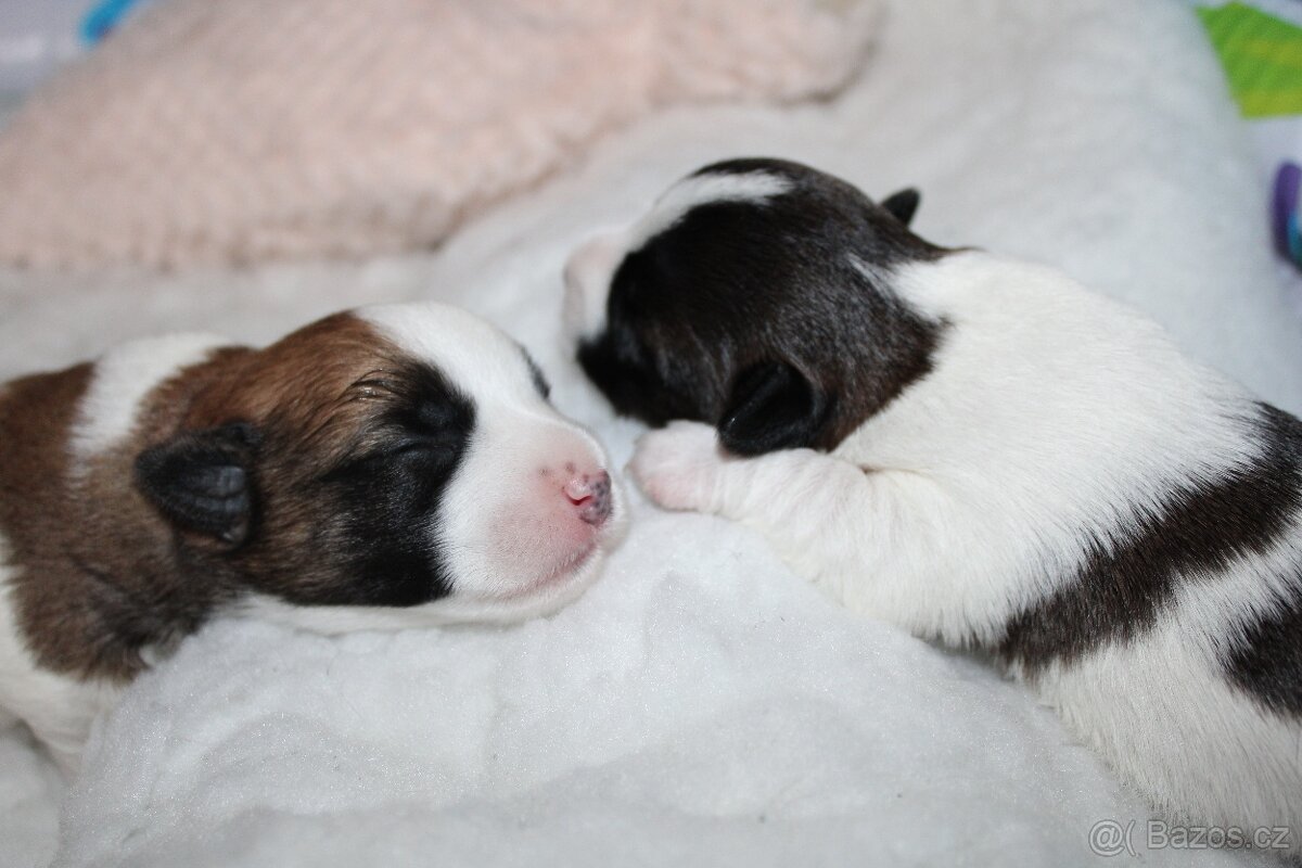Jack Russell Teriér s PP - 5