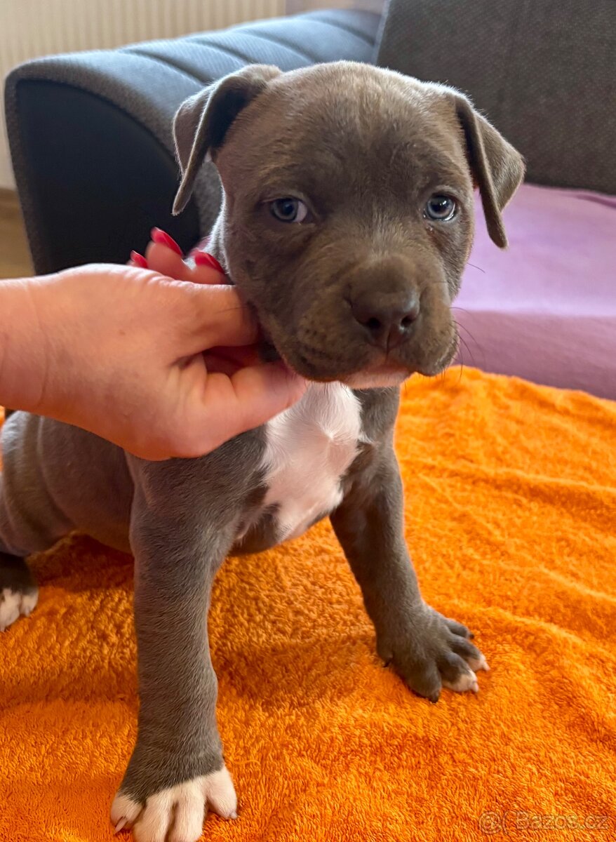 Americký Stafordširský Teriér - 5